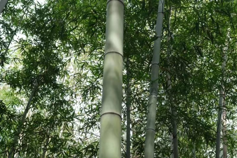 周至縣張龍村“竹海”。李銳攝