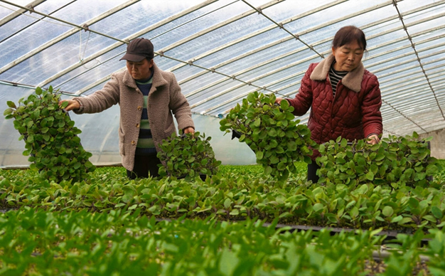 新春走基層丨大棚育苗，種出增收新希望