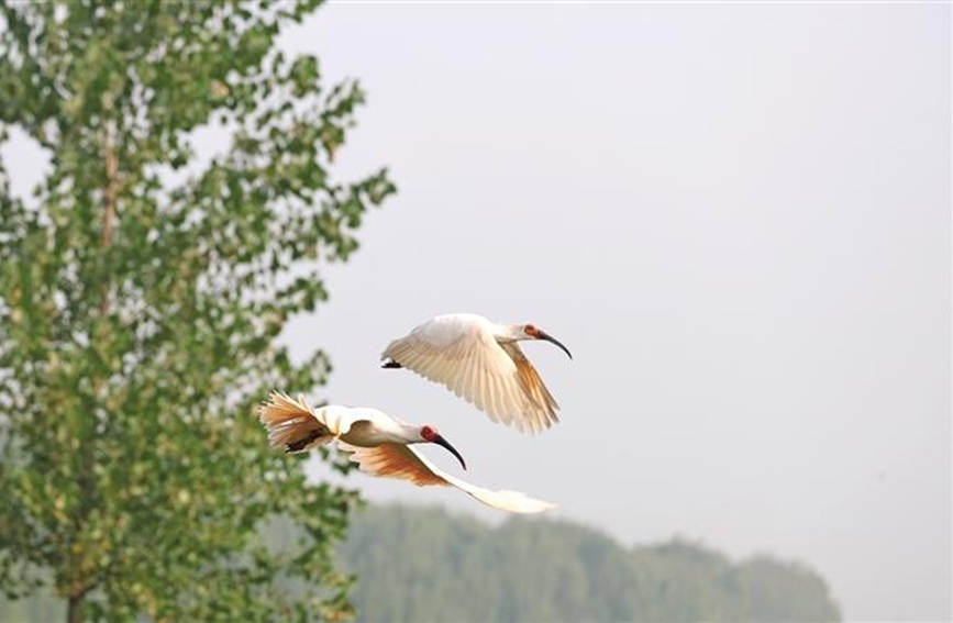 10月15日，在咸陽(yáng)市渭河秦都段細(xì)柳營(yíng)濕地，朱鹮放飛野外活動(dòng)舉行。圖為展翅翱翔的朱鹮。